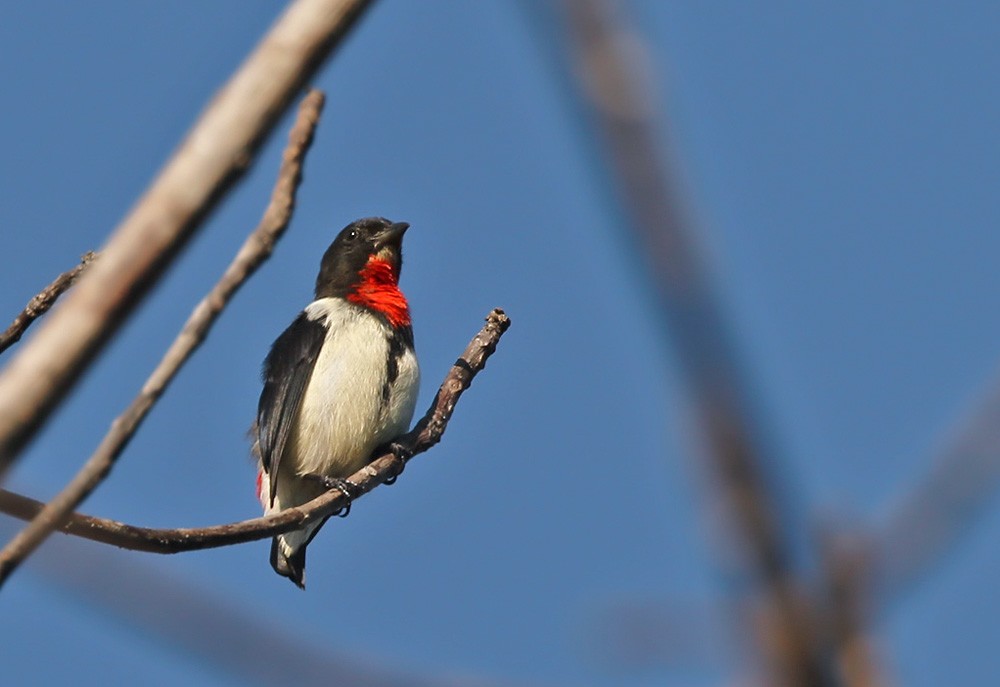 Red-chested Flowerpecker - ML205974641