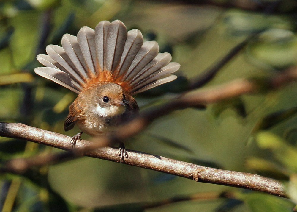 Supertramp Fantail - Lars Petersson | My World of Bird Photography
