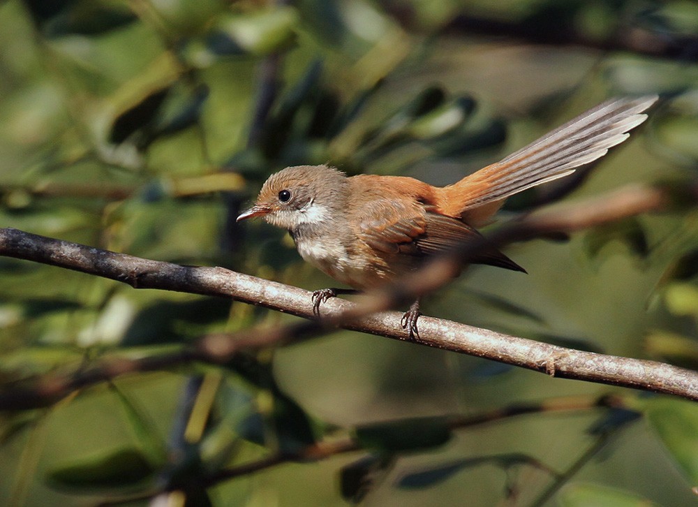 Supertramp Fantail - Lars Petersson | My World of Bird Photography