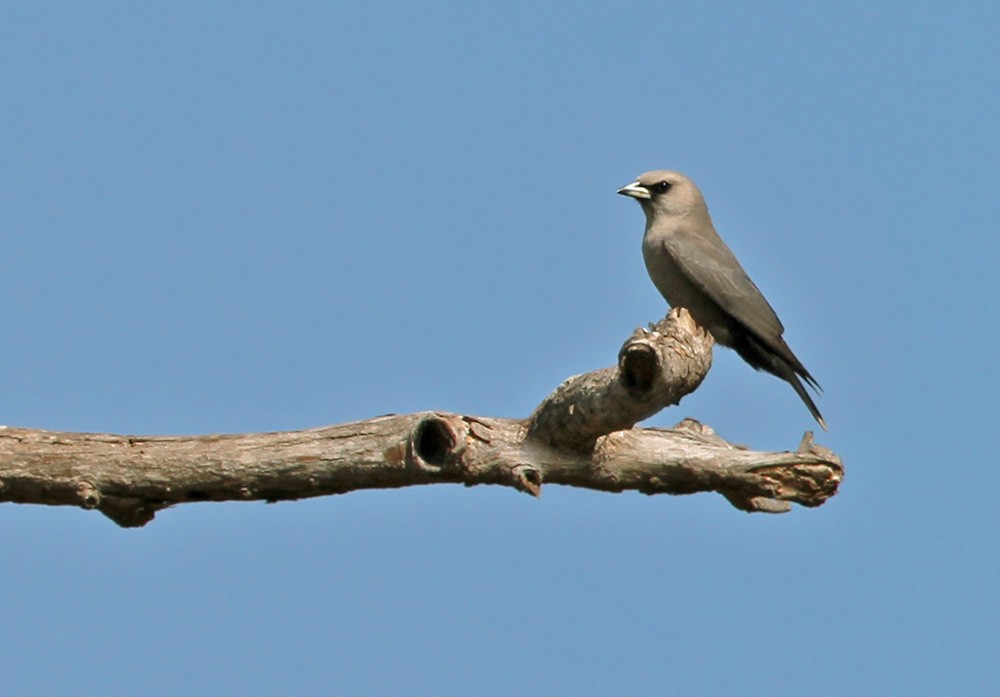 Black-faced Woodswallow (Black-vented) - Lars Petersson | My World of Bird Photography
