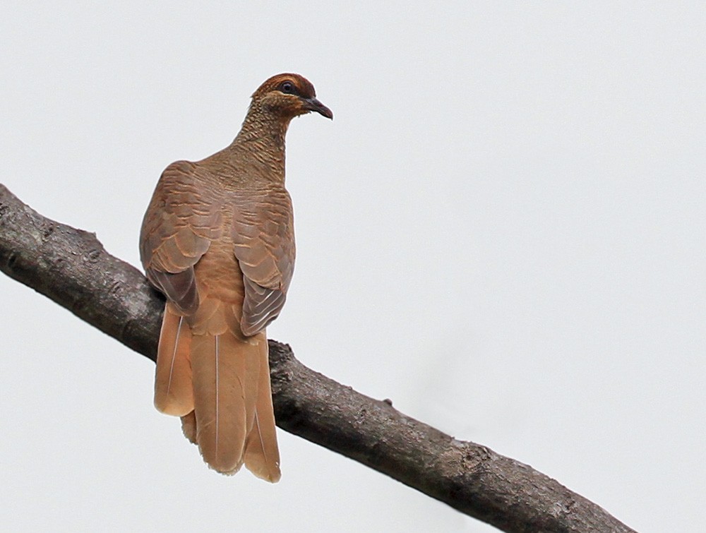 Timor Cuckoo-Dove - Lars Petersson | My World of Bird Photography
