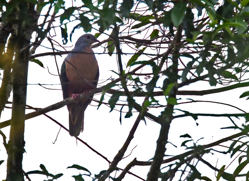 Rufescent Imperial-Pigeon (Green-rumped) - ML205974991