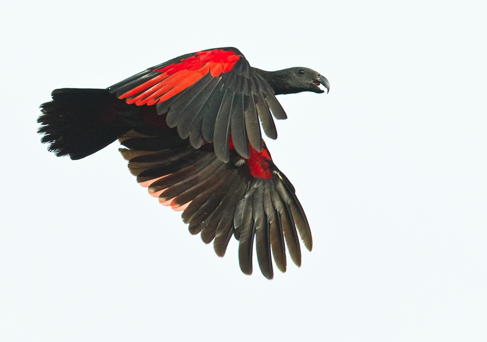 Pesquet's Parrot - Lars Petersson | My World of Bird Photography