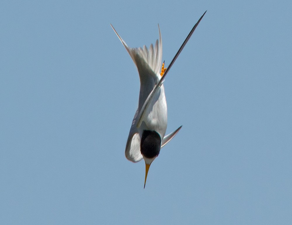 Least Tern - Lars Petersson | My World of Bird Photography
