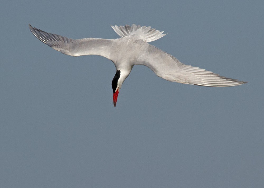 Caspian Tern - Lars Petersson | My World of Bird Photography