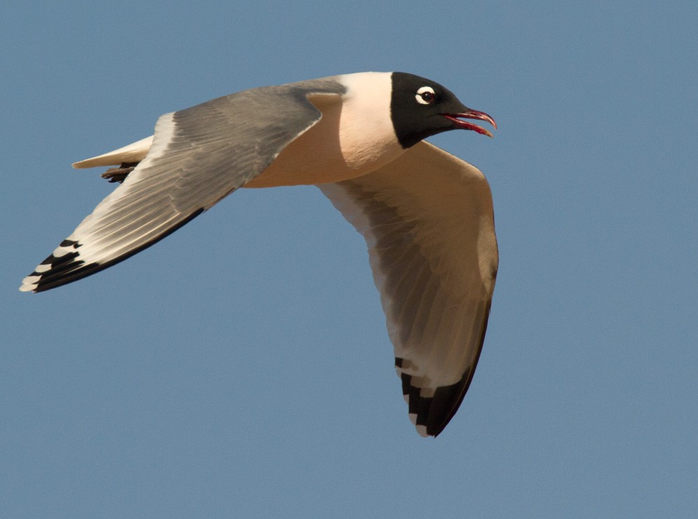 Franklin's Gull - Lars Petersson | My World of Bird Photography