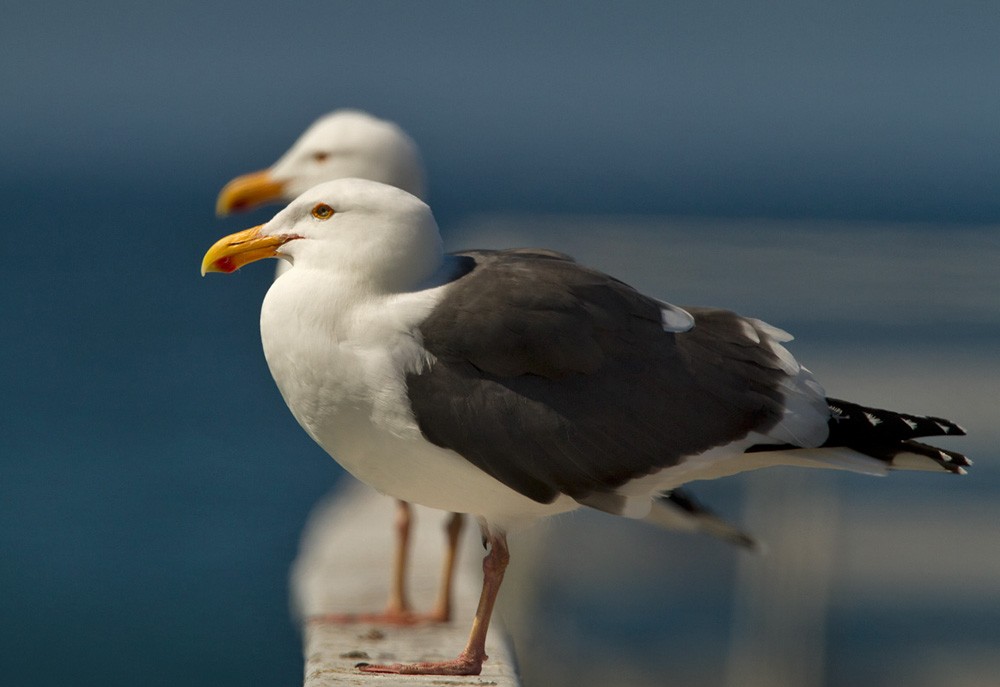 Western Gull - Lars Petersson | My World of Bird Photography