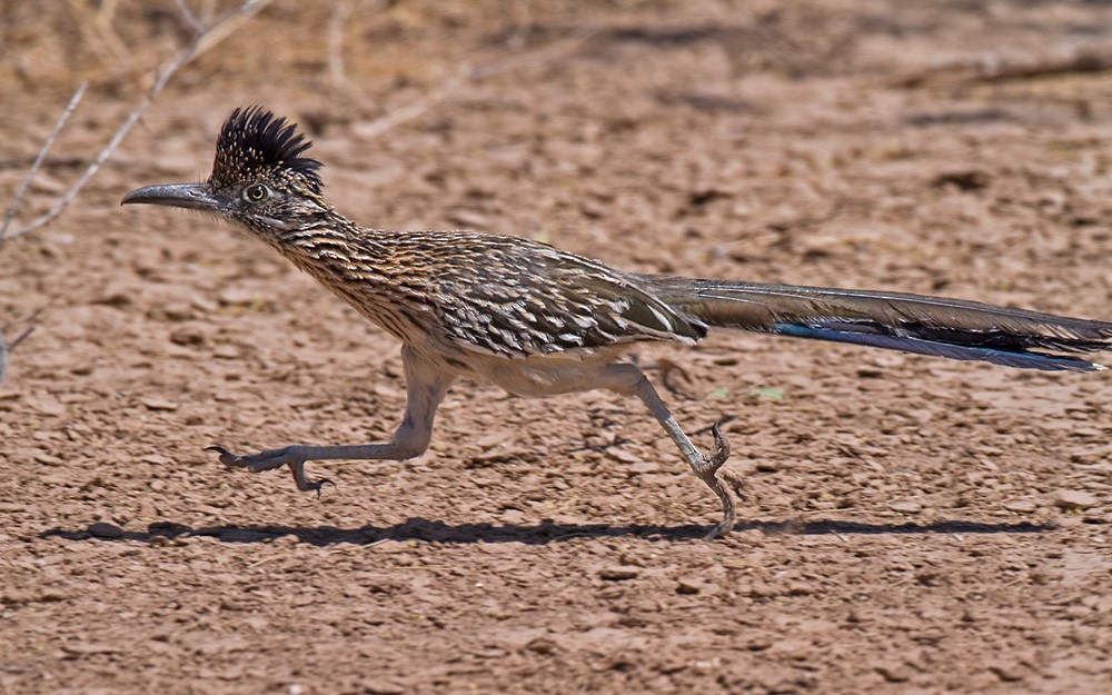 Greater Roadrunner - Lars Petersson | My World of Bird Photography