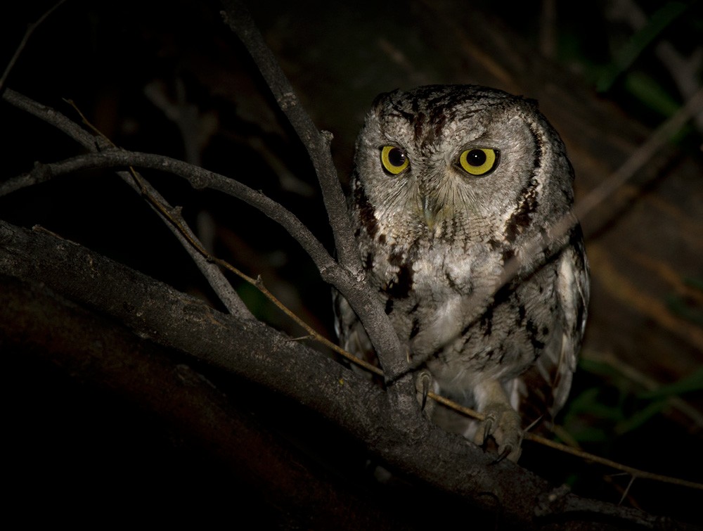 Western Screech-Owl - Lars Petersson | My World of Bird Photography