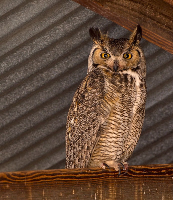 Great Horned Owl - Lars Petersson | My World of Bird Photography