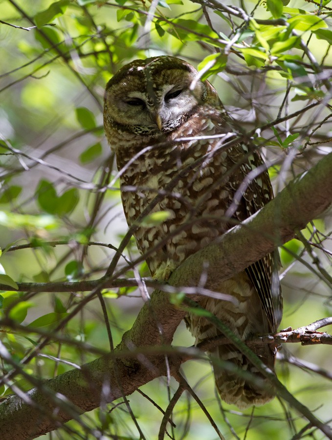 Spotted Owl - Lars Petersson | My World of Bird Photography