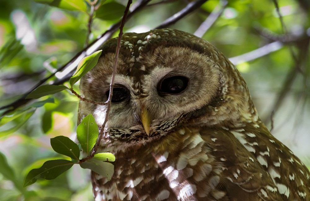 Spotted Owl - Lars Petersson | My World of Bird Photography