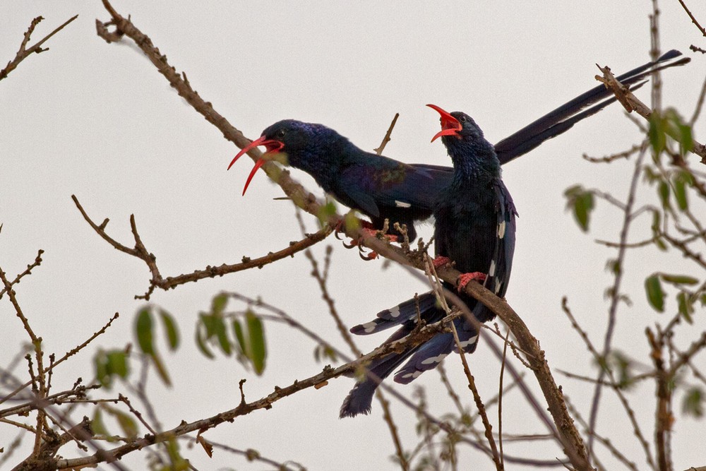 Violet Woodhoopoe - Lars Petersson | My World of Bird Photography
