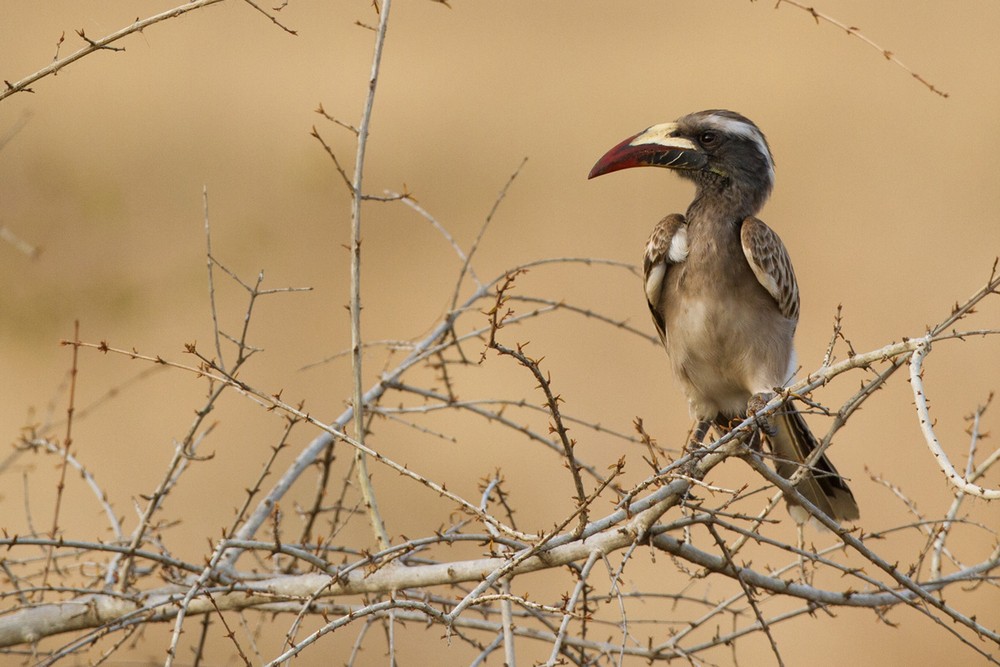 African Gray Hornbill - Lars Petersson | My World of Bird Photography