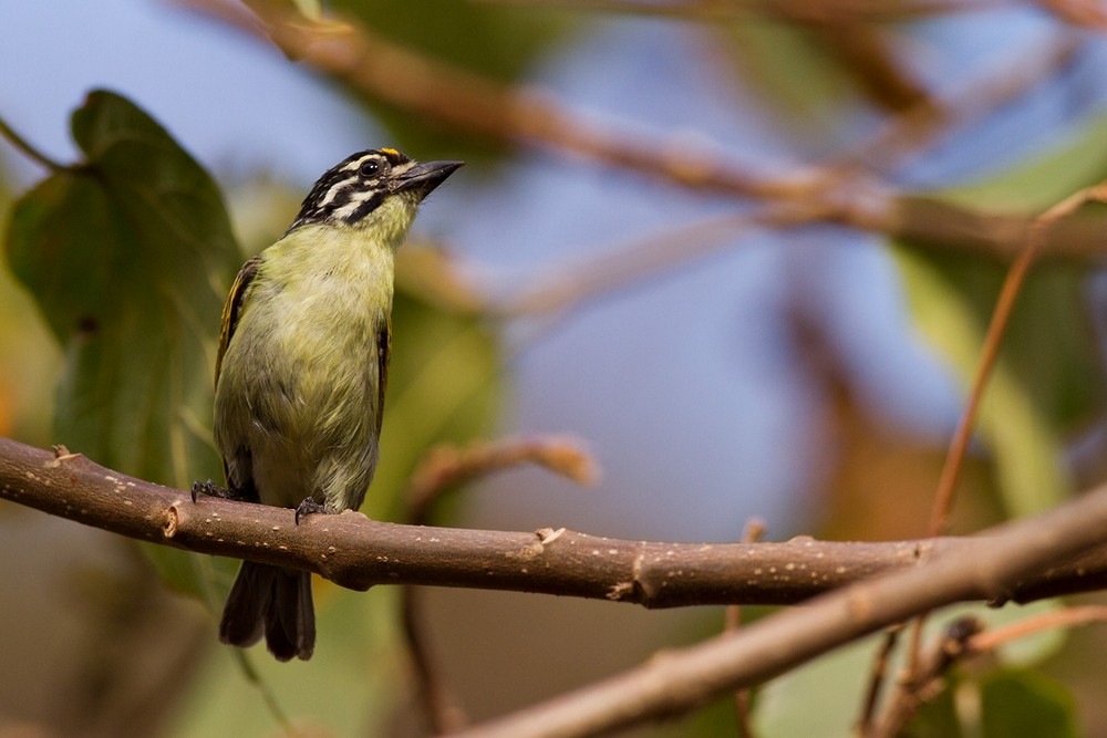 Yellow-fronted Tinkerbird - Lars Petersson | My World of Bird Photography