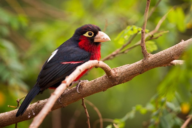 Double-toothed Barbet - eBird