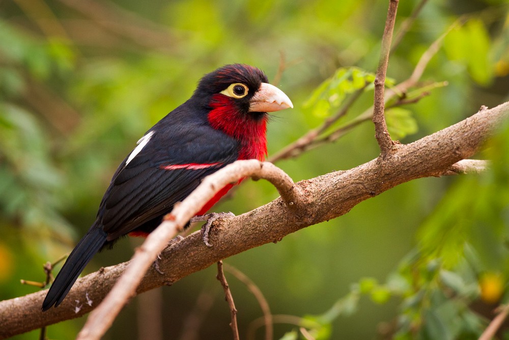 Double-toothed Barbet - ML205975481