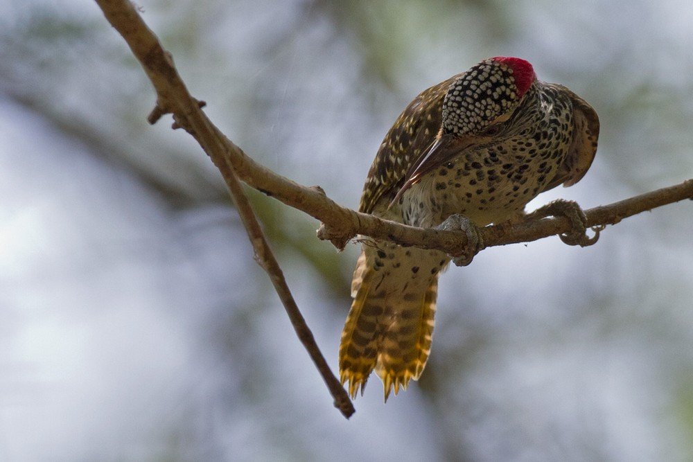 Nubian Woodpecker - ML205975491