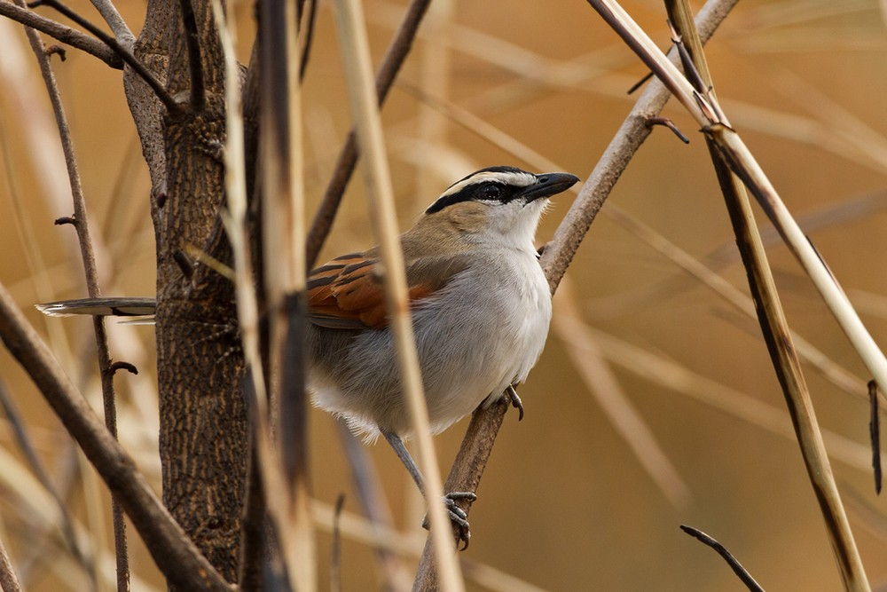 Black-crowned Tchagra - Lars Petersson | My World of Bird Photography