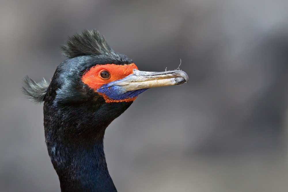 Red-faced Cormorant - ML205975671