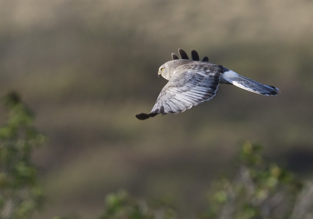 Northern Harrier - Lars Petersson | My World of Bird Photography