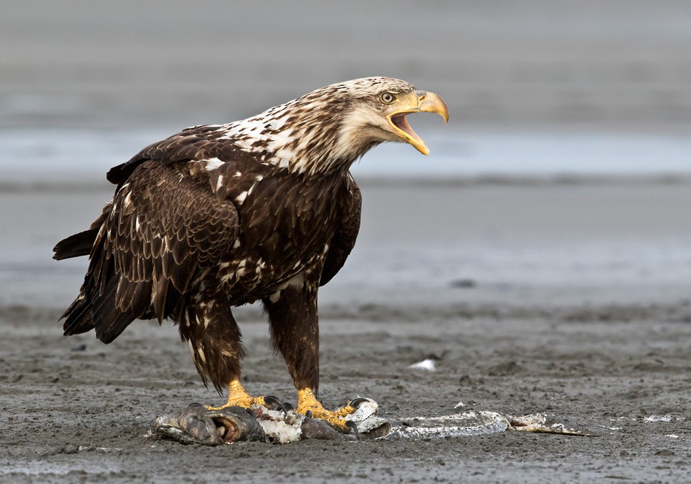 Bald Eagle - Lars Petersson | My World of Bird Photography