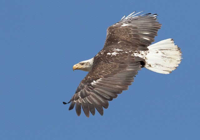Fourth or fifth basic&nbsp;dorsal view (subspecies <em>washingtoniensis</em>). - Bald Eagle - 