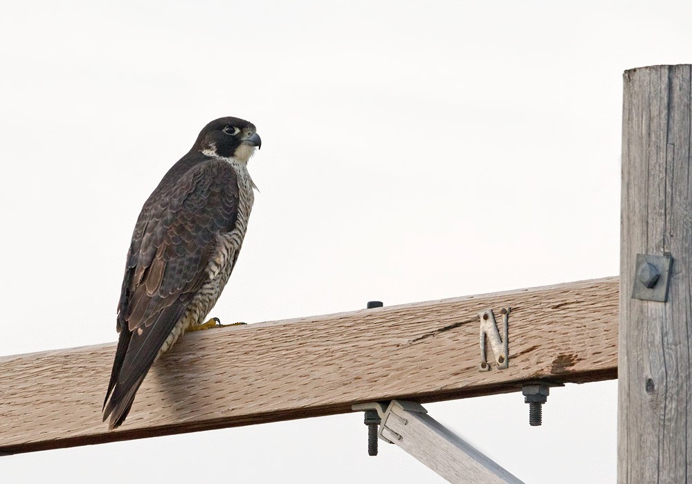Peregrine Falcon (Tundra) - ML205975901