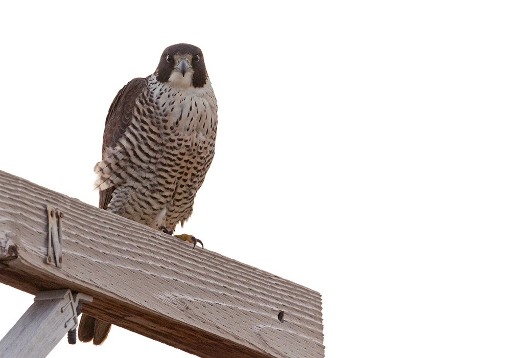 Peregrine Falcon (Tundra) - ML205975911