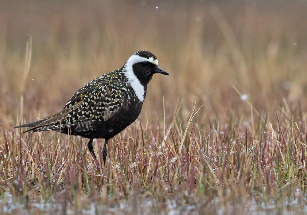 American Golden-Plover - Lars Petersson | My World of Bird Photography