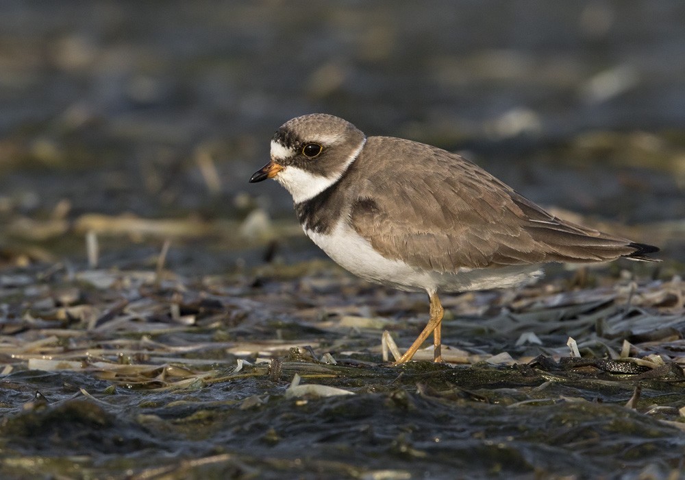 Semipalmated Plover - Lars Petersson | My World of Bird Photography