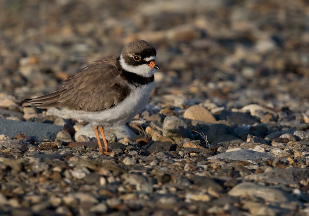Semipalmated Plover - ML205976001