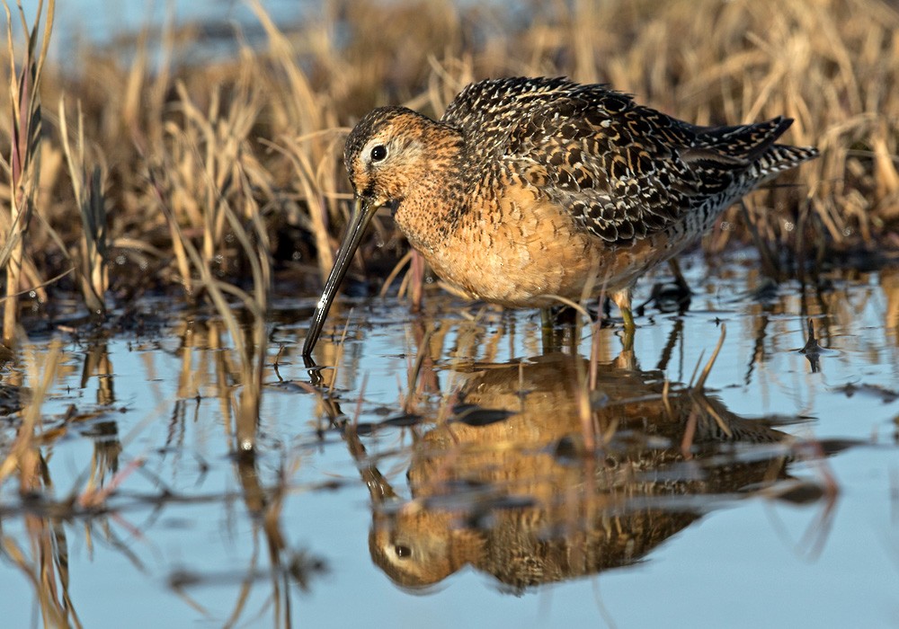 Long-billed Dowitcher - ML205976041