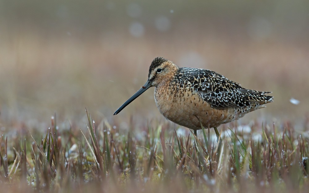 Long-billed Dowitcher - ML205976051