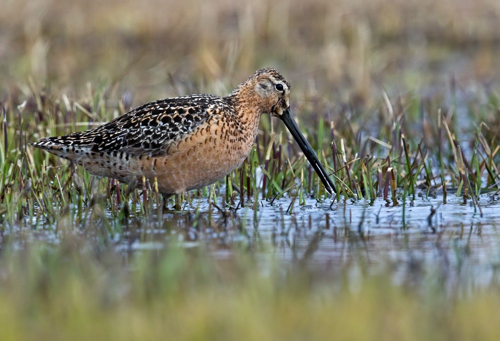 Long-billed Dowitcher - ML205976071