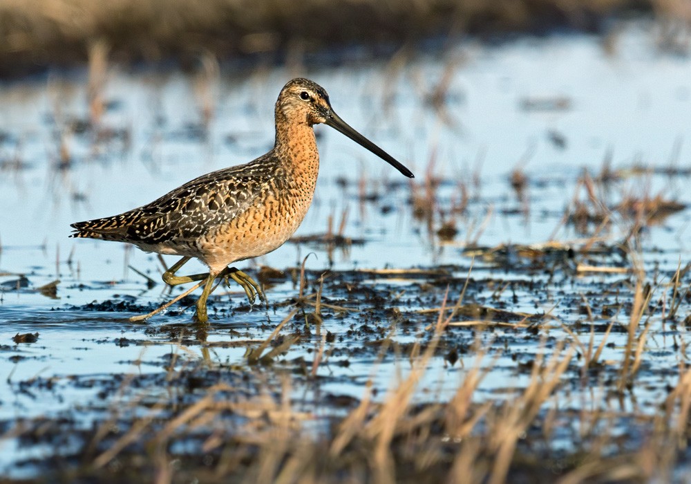 Long-billed Dowitcher - ML205976081