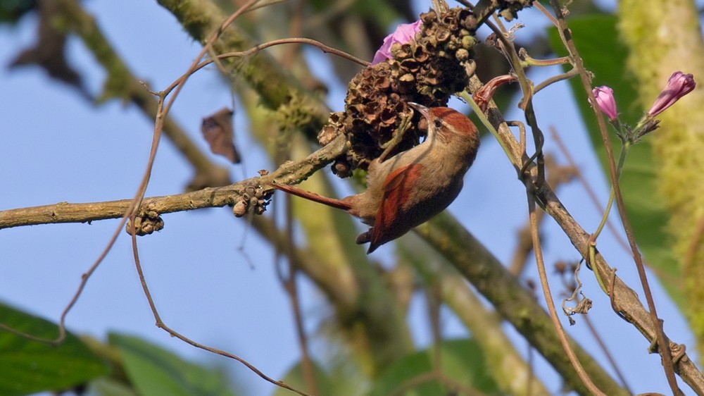 Line-cheeked Spinetail (Line-cheeked) - Lars Petersson | My World of Bird Photography