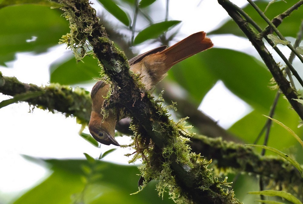 Slaty-winged Foliage-gleaner (Rufous-backed) - Lars Petersson | My World of Bird Photography