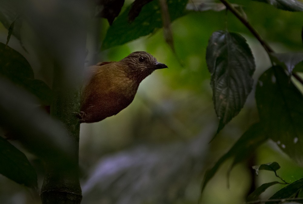 Птах-гончар еквадорський - ML205976331