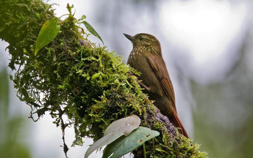 Wedge-billed Woodcreeper - Lars Petersson | My World of Bird Photography