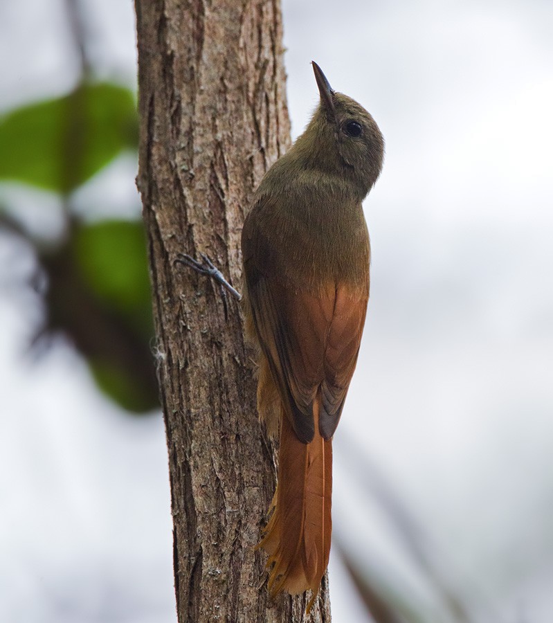 Olivaceous Woodcreeper (Pacific) - ML205976391