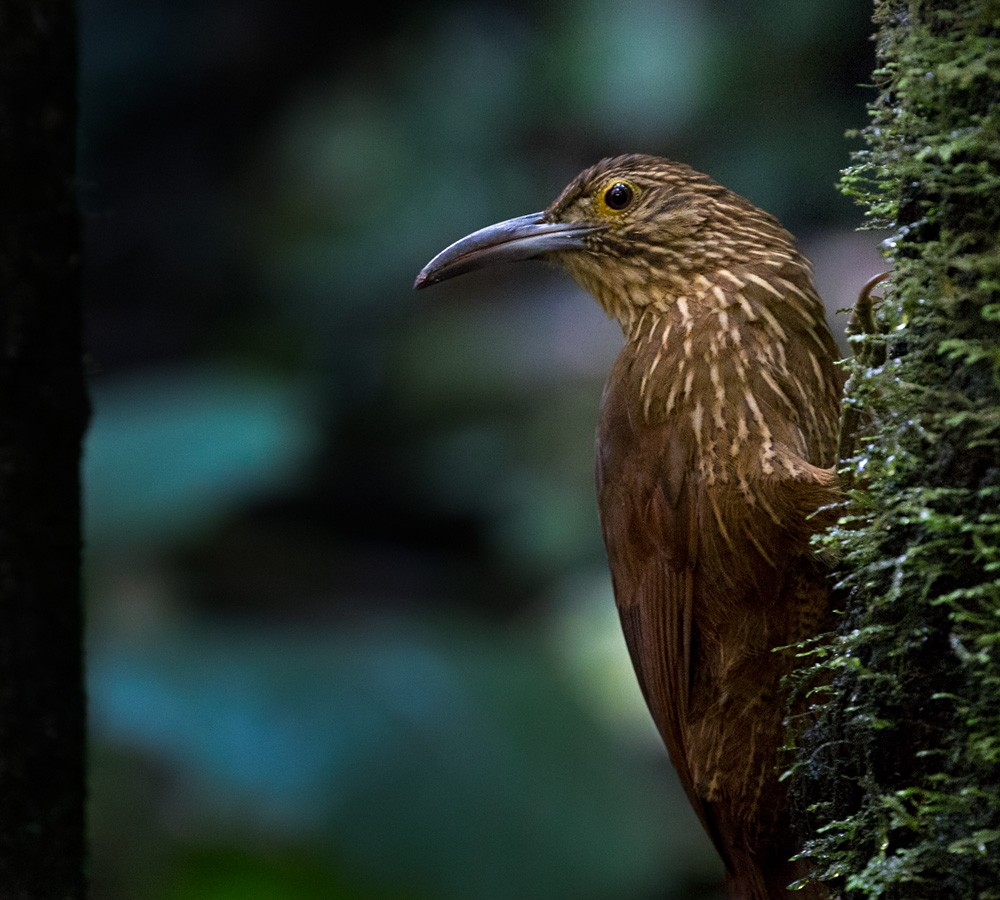 Strong-billed Woodcreeper - ML205976411