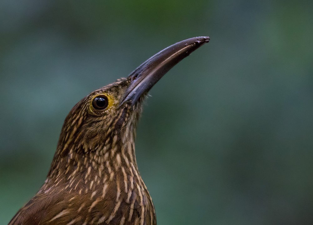 Strong-billed Woodcreeper - ML205976421