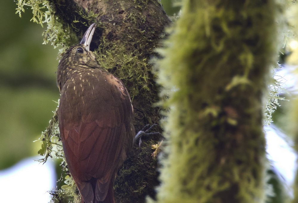 Spotted Woodcreeper (Berlepsch's) - Lars Petersson | My World of Bird Photography
