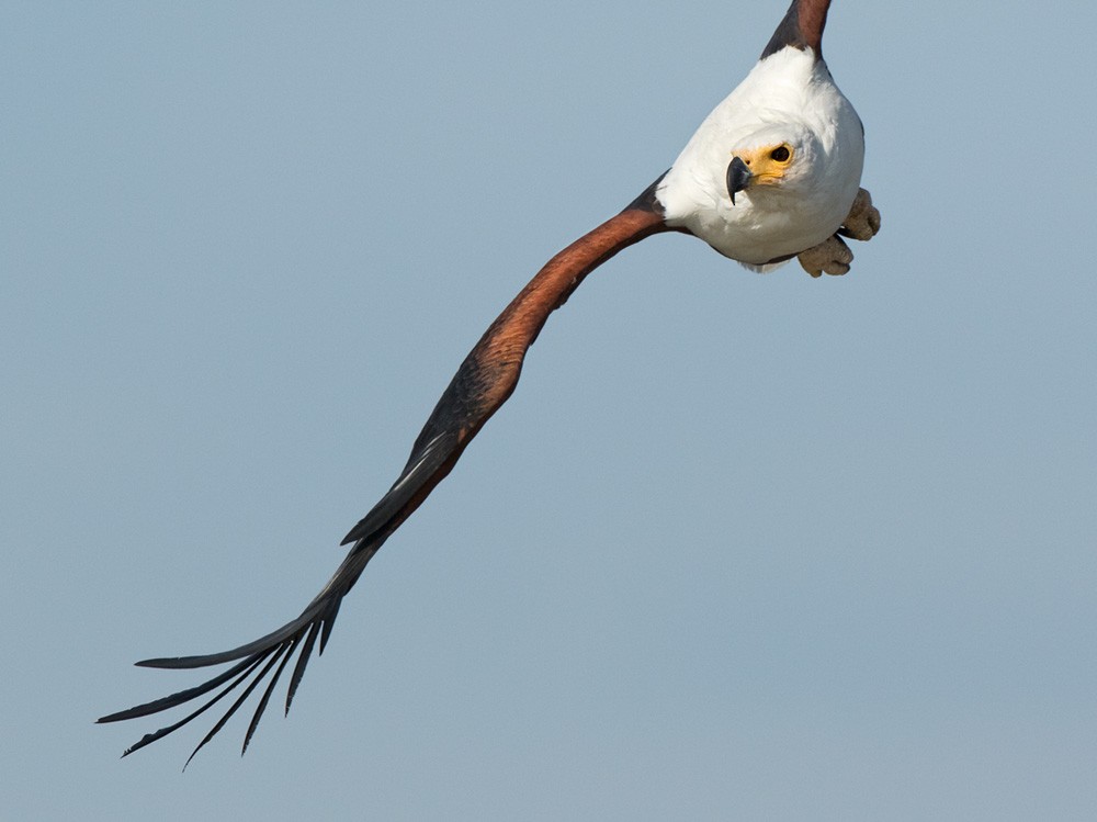 African Fish-Eagle - Lars Petersson | My World of Bird Photography
