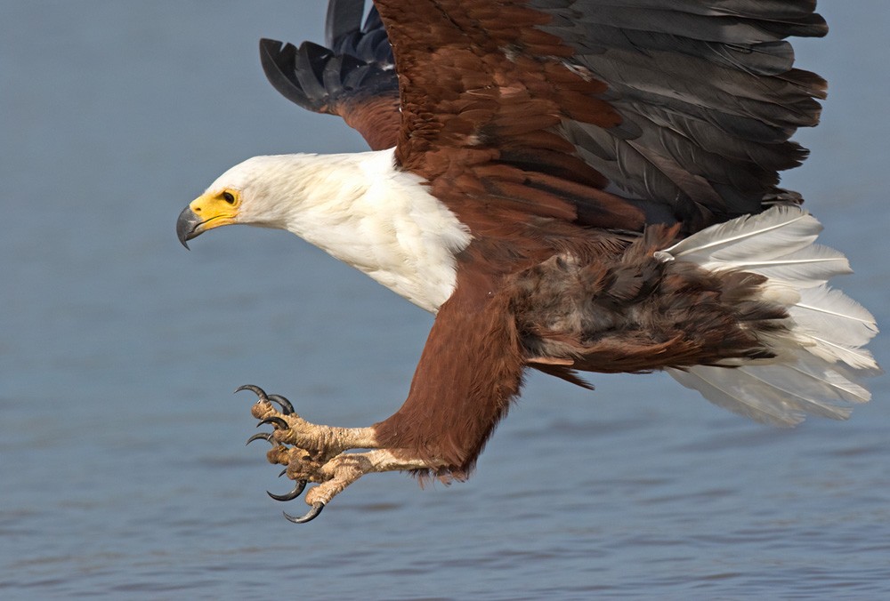 African Fish-Eagle - ML205976521