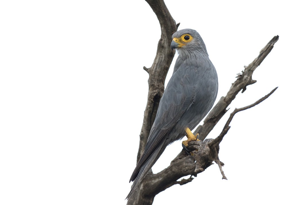 Gray Kestrel - Lars Petersson | My World of Bird Photography