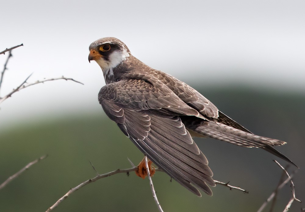 Amur Falcon - Lars Petersson | My World of Bird Photography