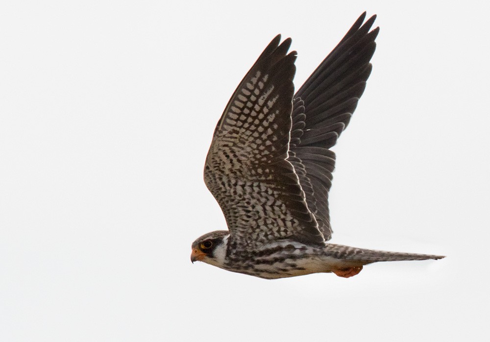 Amur Falcon - Lars Petersson | My World of Bird Photography