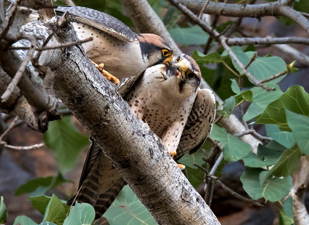 Lanner Falcon - Lars Petersson | My World of Bird Photography